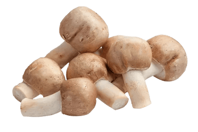 Mandelpilz