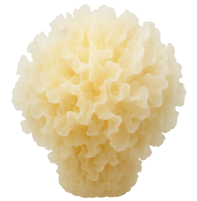 Tremella