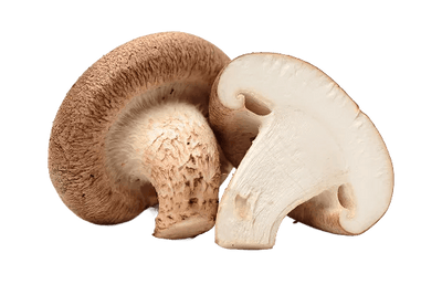 Shiitake