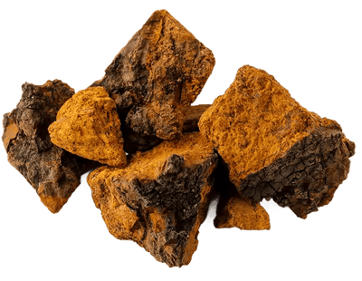 Chaga