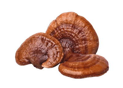 Reishi